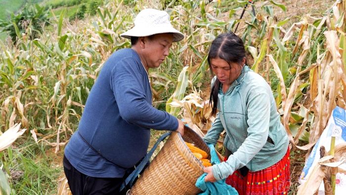 Người dân xã Trạm Tấu thu hoạch ngô xuân.