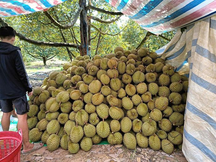 Thu hoạch sầu riêng ở Rô Mô
