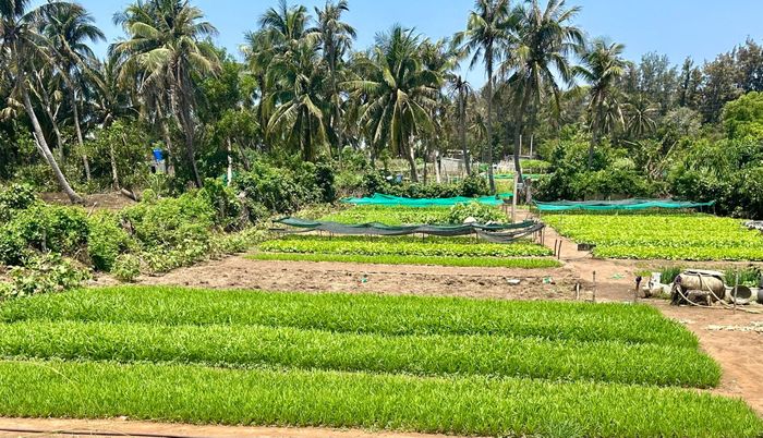 Rau được người dân trên đảo chăm sóc tốt