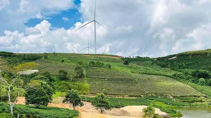 Trang trại trông cây tại Lâm Đồng