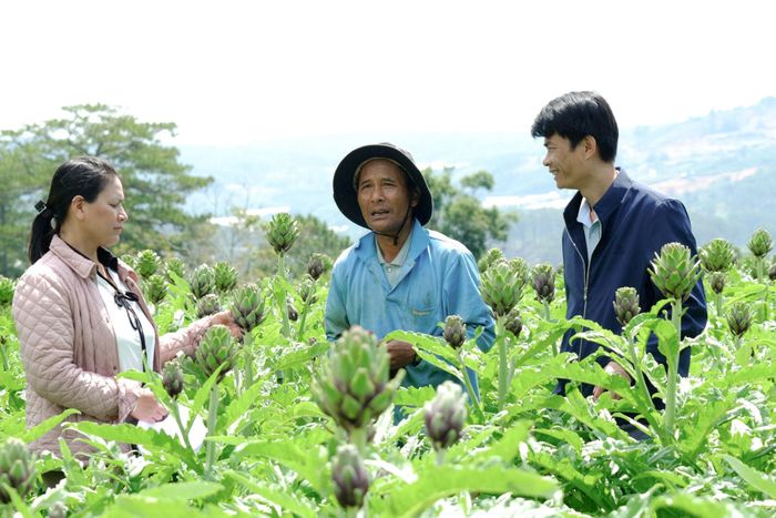Nhờ nguồn vốn các chương trình mục tiêu quốc gia, xã Lạc Dương đã xây dựng 13 chuỗi liên kết sản xuất