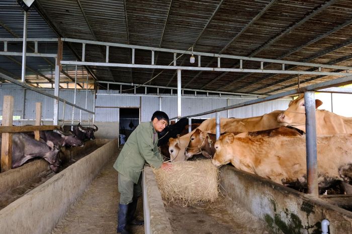 Người dân xã Lạc Dương chuyển đổi từ hình thức nuôi bò thả rông sang nuôi nhốt, kết hợp áp dụng tiến bộ khoa học kỹ thuật