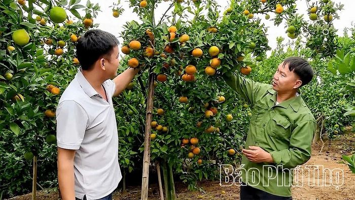 Quýt đặc sản Mường Kịt từ lâu đã trở thành cây trồng mang lại hiệu quả kinh tế cao, góp phần quan trọng vào mục tiêu ổn định sinh kế, giảm nghèo bền vững ở xã Lai Đồng.