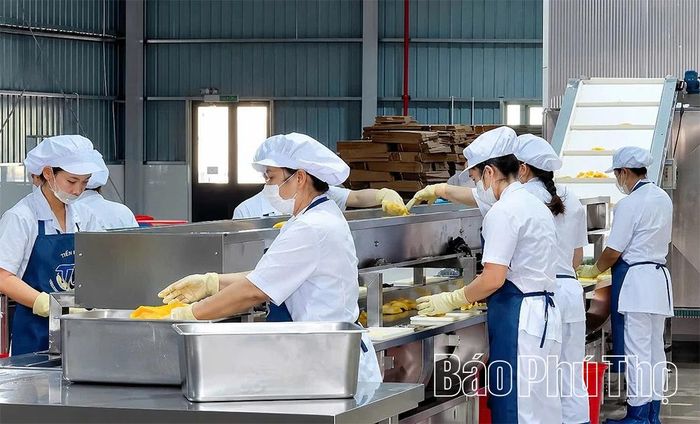 Chế biến sản phẩm xoài xuất khẩu tại Công ty TNHH Đầu tư Thương mại Tiến Ngân.