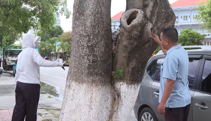 Rà soát cây xanh có nguy cơ mất an toàn trước mùa mưa bão - Ảnh: B.C