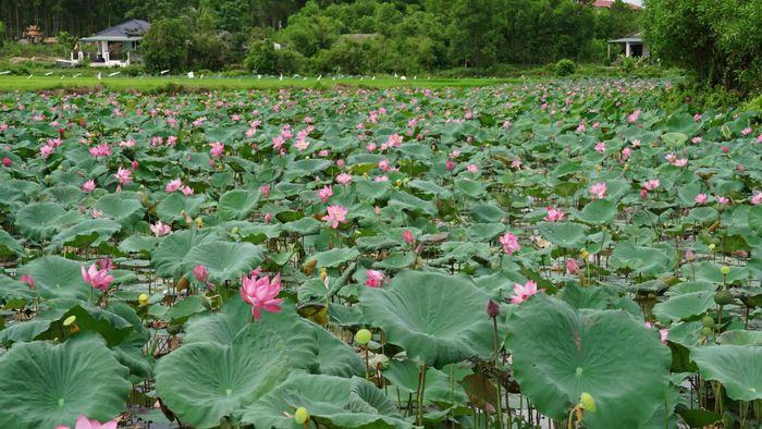 Hồ sen lấy hạt rộng khoảng 1 ha của ông Phan Văn Long ở thôn Thượng Xá, xã Hải Lăng đang vào mùa thu hoạch - Ảnh: L.A