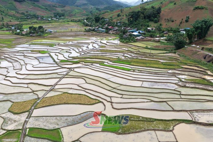 Mường Lạn vào vụ cấy.