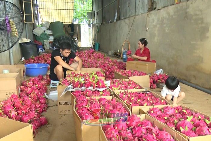 Thành viên HTX Nông nghiệp Ngọc Hoàng đóng gói quả thanh xong xuất bán cho thương lái.