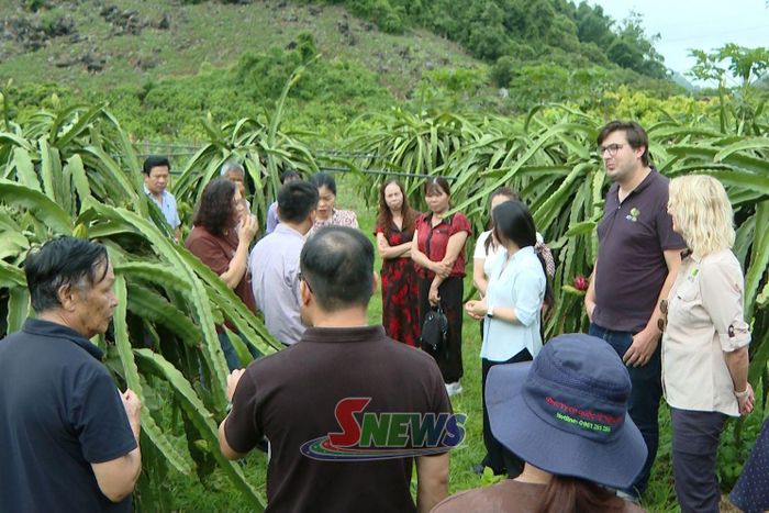 HTX Nông nghiệp Ngọc Hoàng cùng các chuyên gia trao đổi kỹ thuật trồng và phát triển cây thanh long.