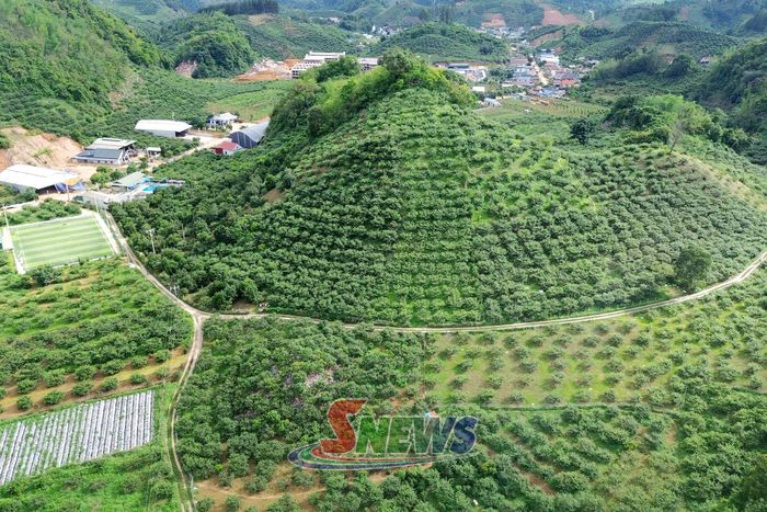 Vùng trồng mận hậu công nghệ cao tại thôn Kim Chung 2, xã Phiêng Khoài.