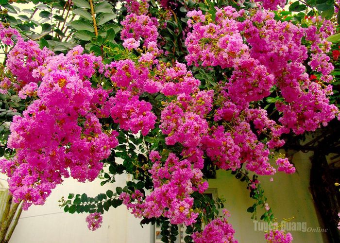 Tường vi với nhiều gam màu như hồng, đỏ, trắng, trong đó sắc hồng được trồng phổ biến.