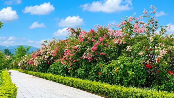 Hoa tường vi nở rộ dọc các tuyến đường trung tâm xã Quang Bình.