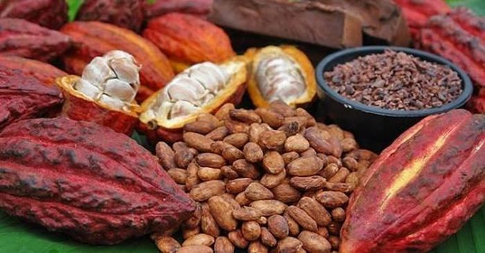 Các sản phẩm ca cao xuất khẩu vào Bắc Âu phải tuân thủ hệ thống quy định của EU và Khu vực Kinh tế châu Âu (EEA) liên quan đến an toàn thực phẩm. (Ảnh minh họa: VICOFA)