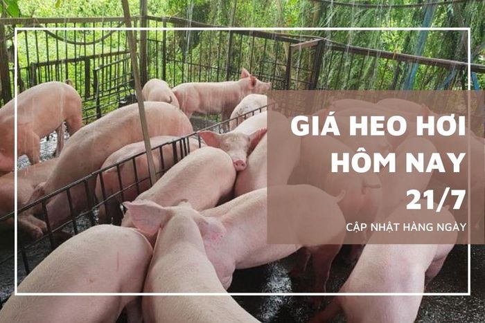 Giá heo hơi hôm nay giảm nhẹ 1.000 đồng/kg tại 3 địa phương. Ảnh: Hà My (vietnammoi.vn)