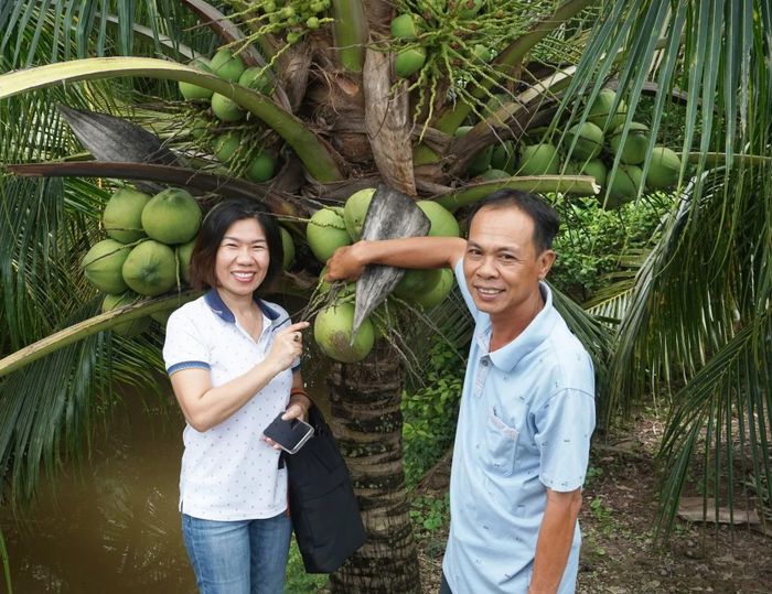 Ngành dừa đang xây dựng bản đồ số vùng nguyên liệu để nâng sức cạnh tranh. Ảnh: Minh Đảm