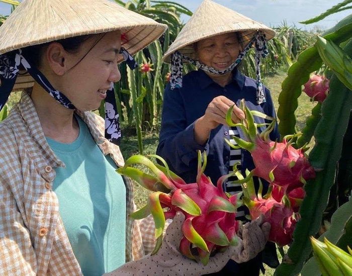 Thành viên HTX Hàm Minh 30 áp dụng VietGAP, GlobalGAP, truy xuất nguồn gốc và sở hữu trí tuệ để nâng giá trị thanh long xuất khẩu.