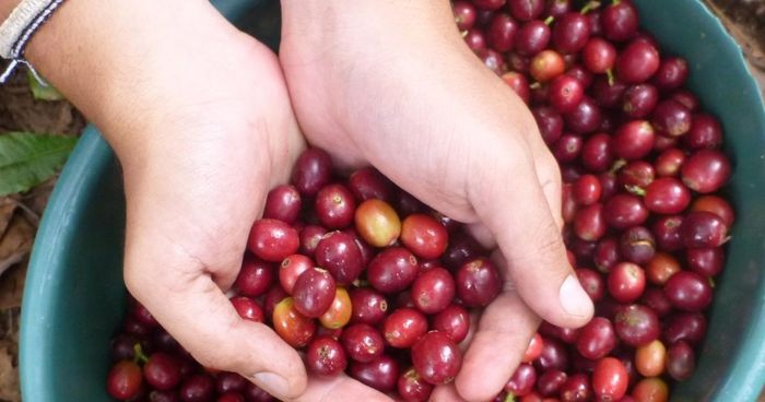 Giá cà phê bật tăng ở các vùng trồng trọng điểm.