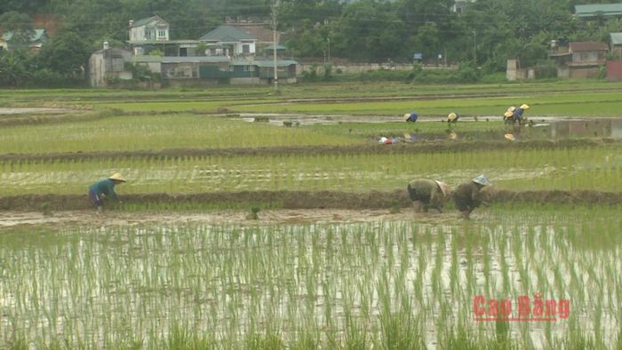 Nông dân trên tranh thủ thời điểm thời tết thuận lợi tập trung gieo cấy vụ lúa hè thu 2026.
