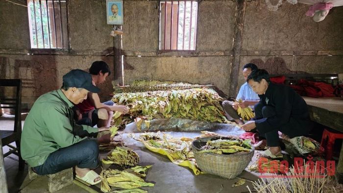 Người dân xã Nam Tuấn tập trung phân loại và sơ chế lá thuốc lá sau khi thu hoạch.