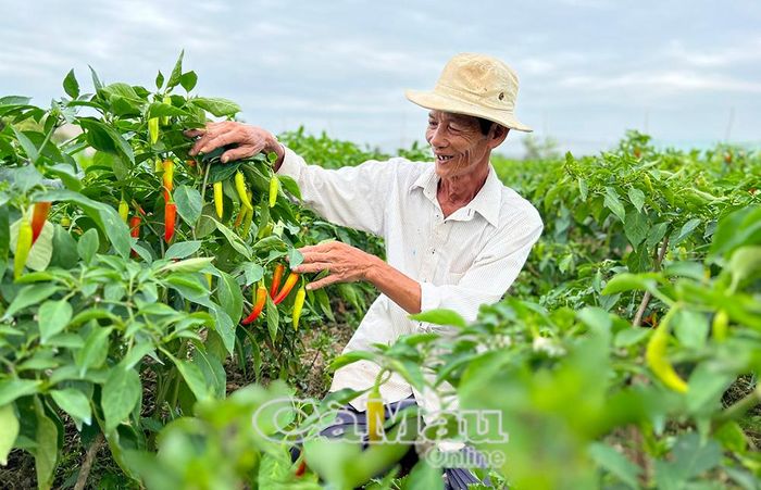 Sản xuất hàng hóa tập trung giúp nông dân tối ưu lợi nhuận, mang lại những vụ mùa vui.