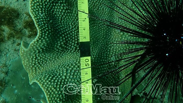 Các chuyên gia tiến hành đo kích thước san hô, ghi chép dữ liệu và đánh giá hiện trạng rạn san hô làm cơ sở cho công tác nghiên cứu, bảo tồn và phục hồi. (Ảnh đơn vị cung cấp)