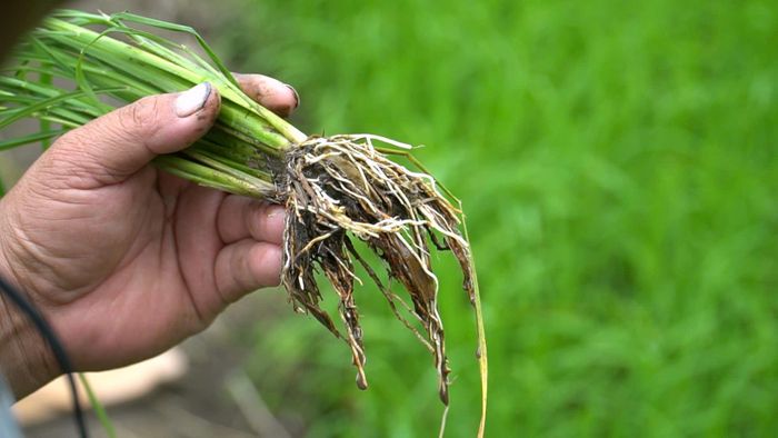 Bộ rễ lúa trắng khỏe, phát triển mạnh sau khi được bón lót Đầu Trâu Bio-Canxi, góp phần tăng khả năng hấp thu dinh dưỡng và hạn chế tác động của phèn đối với cây lúa.