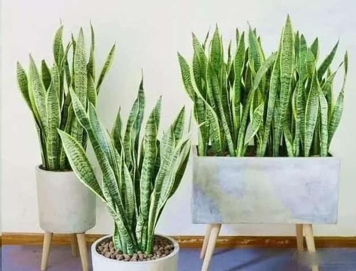 Có nên trồng cây Lưỡi Hổ trong phòng ngủ? Ảnh minh họa.