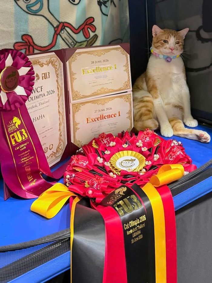 Chú mèo Haha và giải thưởng tại cuộc thi WCF Cat Olimpia Show 2026. Ảnh: FBNV