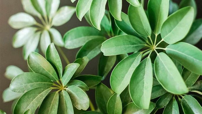 Trong quan niệm phong thủy, Ngũ Gia Bì được xem là biểu tượng của sự ổn định, bền vững và may mắn. Ảnh minh họa.