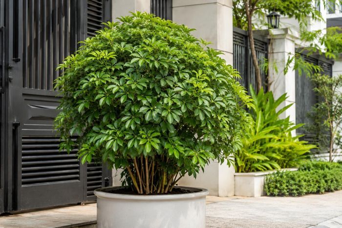 Vị trí phù hợp nhất là đặt cây lệch sang một bên hoặc bố trí hai chậu cân đối ở hai phía cửa. Ảnh minh họa.