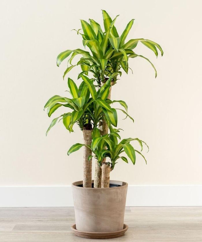 Cây phát tài từ lâu đã được xem là biểu tượng của sự phát đạt trong kinh doanh và cuộc sống. Ảnh minh họa