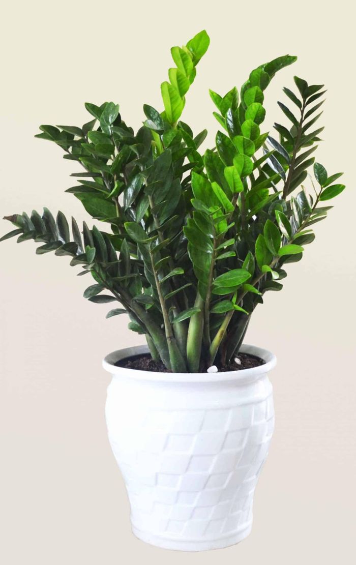 Cây kim tiền mang ý nghĩa hút tài lộc. Ảnh minh họa