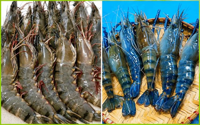 Mỗi loại tôm lại có hương vị, kết cấu thịt và ưu điểm riêng