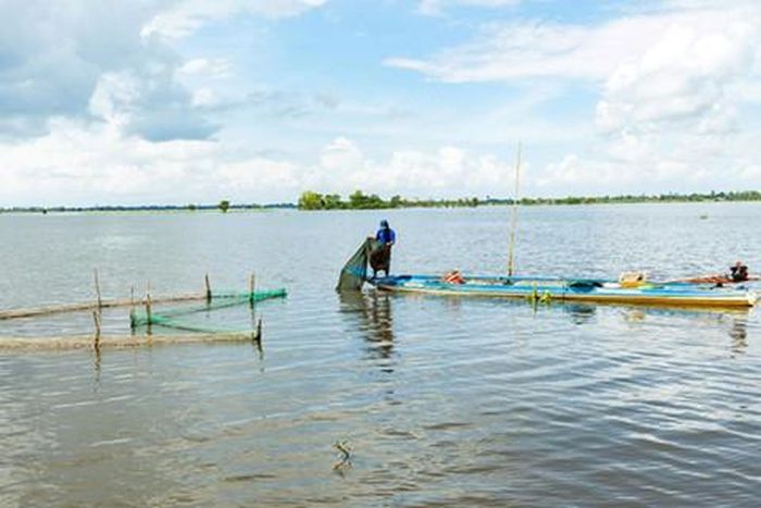 Đánh bắt cá linh trong mùa nước nổi ở miền Tây
