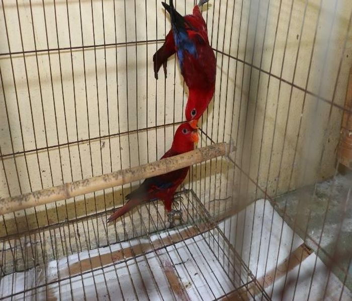 Hai cá thể vẹt đỏ thuộc Phụ lục II CITES bị phát hiện trong đợt kiểm tra. Ảnh: Chi cục Kiểm lâm tỉnh Tây Ninh.