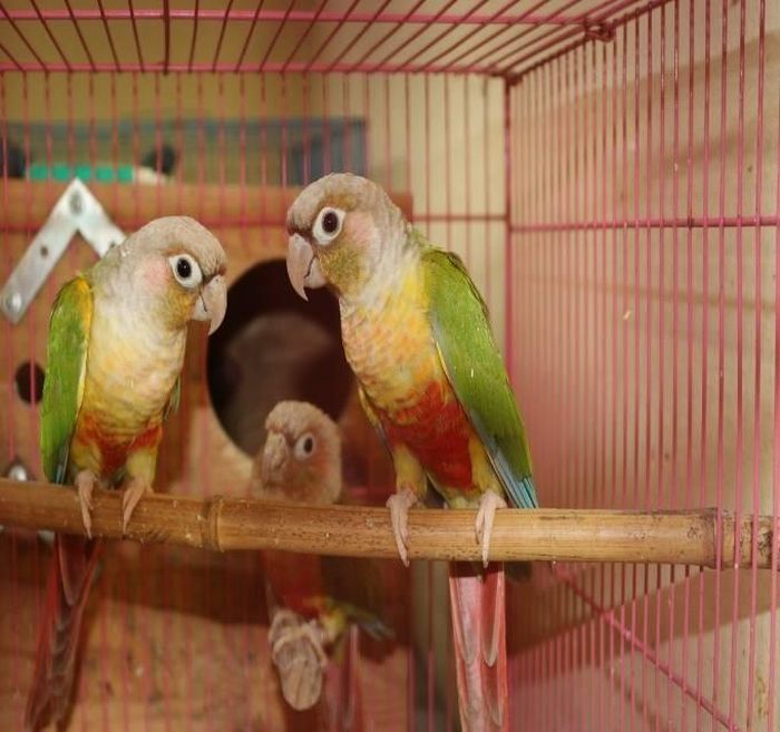 Các cá thể vẹt má xanh thuộc Phụ lục II CITES được phát hiện tại cơ sở nuôi nhốt. Ảnh: Chi cục Kiểm lâm tỉnh Tây Ninh.