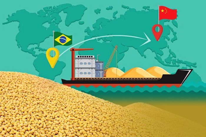 Brazil tiếp tục giữ vững vị trí là nhà cung cấp đậu tương lớn nhất cho Trung Quốc khi nước này xuất khẩu 12,08 triệu tấn trong tháng 6