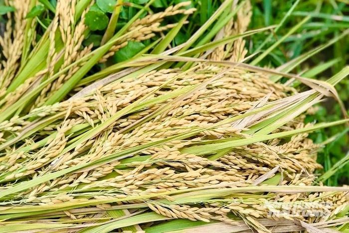 Giá lúa gạo hôm nay 21/7 nhìn chung ổn định, riêng gạo nguyên liệu xuất khẩu CL 555 tăng 100 đồng/kg. (Ảnh minh họa: Nông nghiệp và Môi trường)