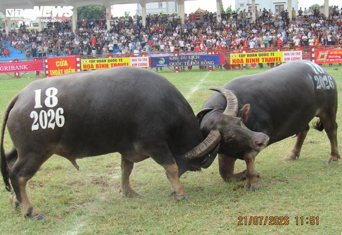 Vòng loại có 32 “ông trâu” tham gia, được phân bổ cho 4 đình, đền (đền Nghè, đình Ngọc Xuyên, đình Nam, đình Ngọc Hải) trên địa bàn phường và 4 ông chủ trâu có trâu đoạt giải Nhất, Nhì và đồng giải Ba tại Lễ hội năm 2025, mỗi ông được đăng ký 1 trâu.