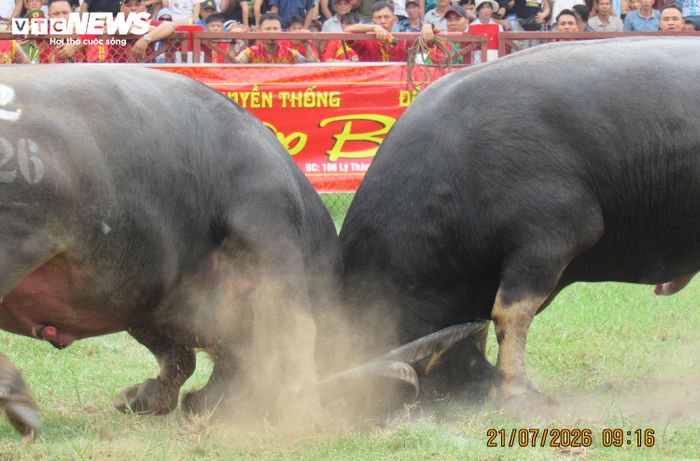 Sau 8 năm tạm dừng tổ chức vòng đấu loại do sự cố hy hữu xảy ra vào năm 2017, Lễ hội chọi trâu truyền thống Đồ Sơn năm nay được khôi phục đầy đủ các nội dung theo truyền thống.