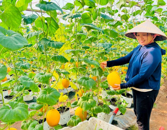Mô hình trồng dưa lưới trong nhà kính thử nghiệm gel thông minh tại xã Ứng Thiên cho hiệu quả kinh tế cao. Ảnh: Ánh Ngọc