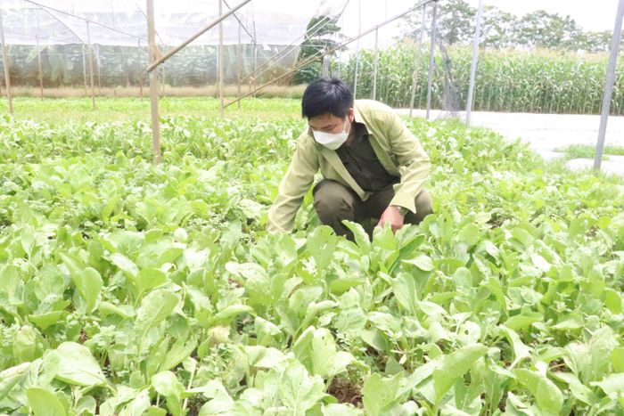 các địa phương kiểm soát chặt chẽ dịch bệnh trên cây trồng, vật nuôi. Ảnh: PV