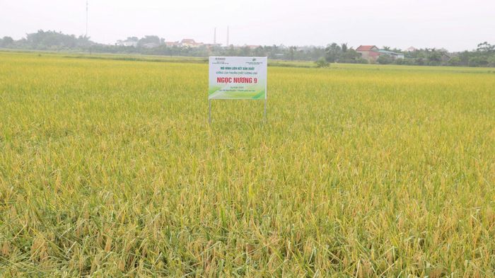 Lúa vụ xuân cho năng suất, sản lượng cao. Ảnh: PV