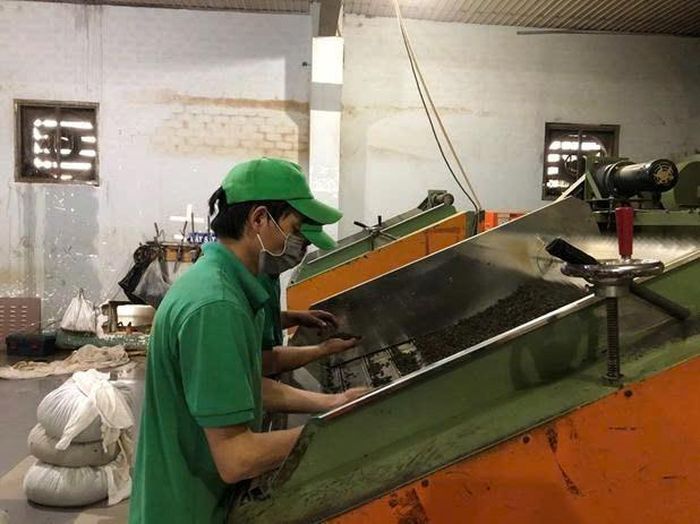 Công nhân Hợp tác xã Nông lâm nghiệp B'Lá kiểm tra chất lượng nguyên liệu chè trước khi đưa vào dây chuyền chế biến. Ảnh: PV