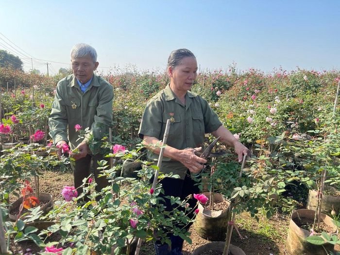 Phong trào "Người cao tuổi làm kinh tế giỏi" lan tỏa mạnh mẽ ở Thủ đô. Ảnh: Bảo Lâm