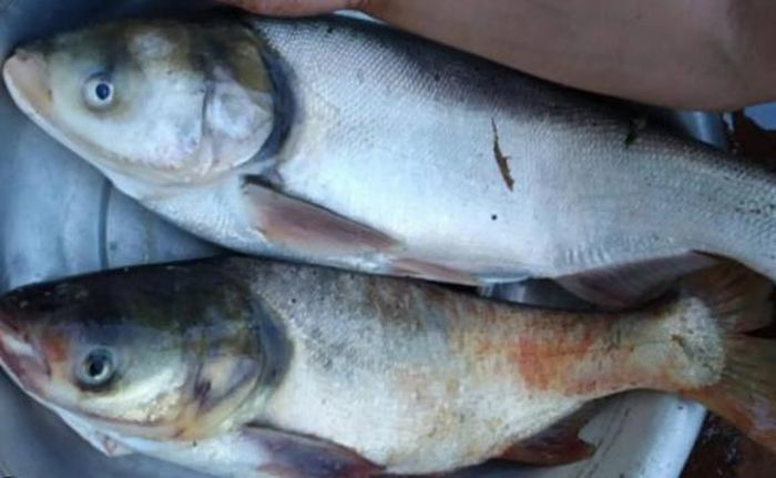 Dân gian cho rằng ăn loại cá này vào đầu tháng, nhất là ngày rằm tháng 7 có thể sẽ gặp phải vận xui.