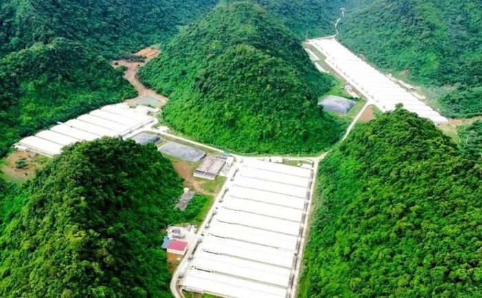 Trang trại lợn DABACO ở xã Thạch Quảng, nơi xảy ra vụ tai nạn khiến 5 người tử vong. Ảnh: Ngọc Hưng
