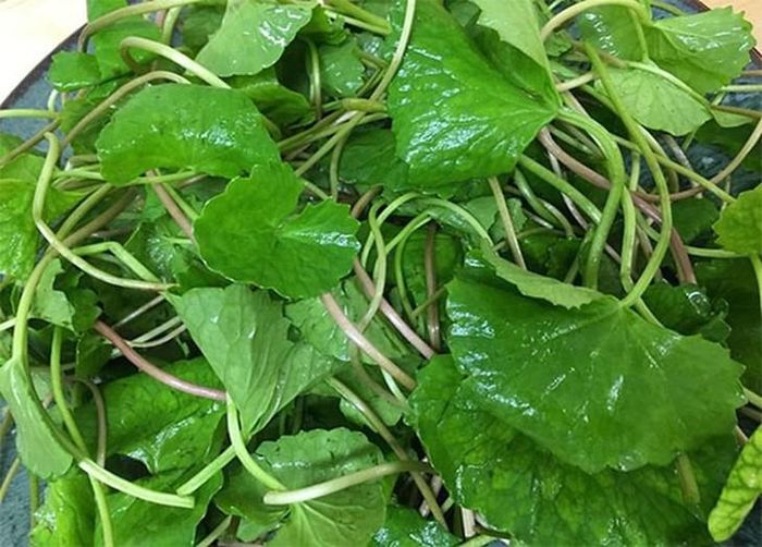 Rau má rất tốt nhưng không nên lạm dụng dùng quá nhiều.