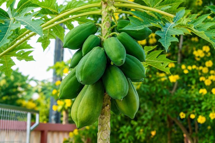 Đu đủ là loại trái cây phổ biến luôn có sẵn trong vườn nhà. Ảnh: Vectezzy.