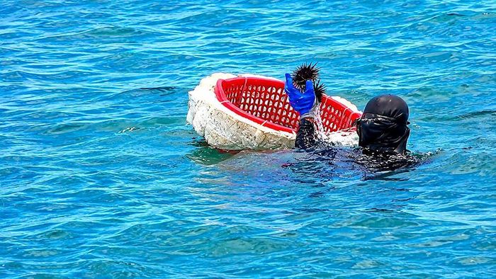 Nhum biển vừa được ngư dân lặn bắt và đưa lên mặt nước sau khi khai thác từ các gành đá